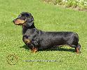 Dachshund